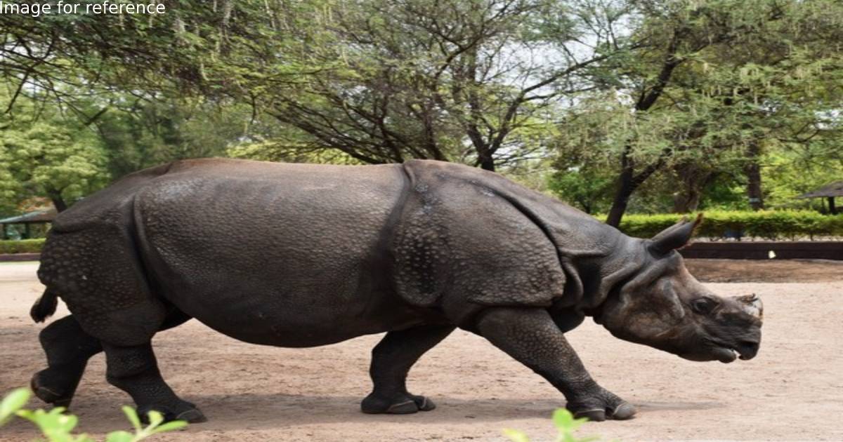 Poachers tranquilize rhino to remove horn in Assam's Orang National Park